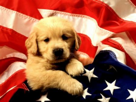 CHIOT AMERICAIN