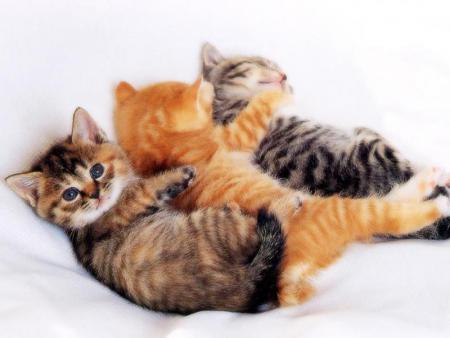 CHATON TRIPLE