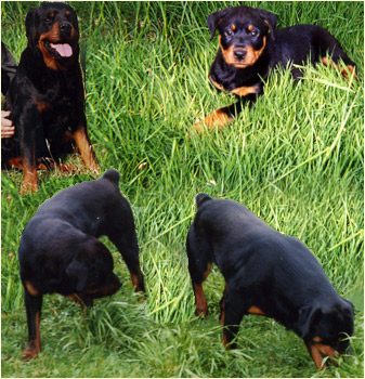 ROTTWEILLEUR